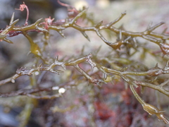 Ericaria selaginoides