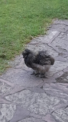Aves