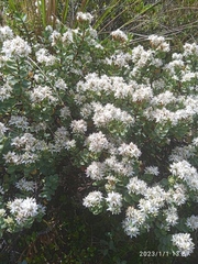 Veronica pinguifolia