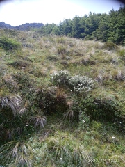 Veronica pinguifolia