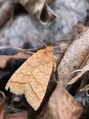 Pyreferra hesperidago