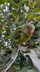 Brotogeris cyanoptera