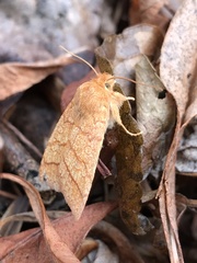 Pyreferra hesperidago