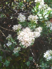 Veronica pinguifolia