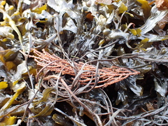 Magnoliopsida