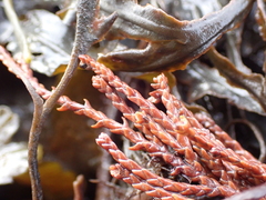 Magnoliopsida