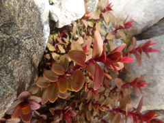 Epilobium porphyrium