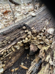 Mycena overholtsii
