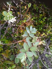 Veronica pinguifolia