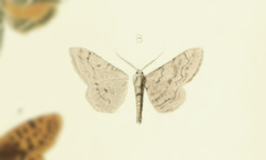 Biston thoracicaria