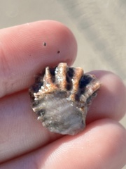 Plicatula gibbosa