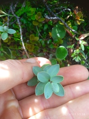 Veronica pinguifolia