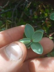 Veronica pinguifolia