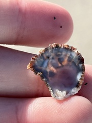 Plicatula gibbosa