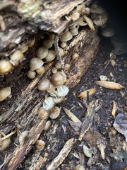 Mycena overholtsii