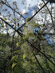 Clematis dioica