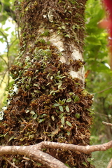 Bulbophyllum pygmaeum