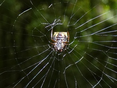 Micrathena saccata