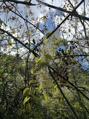 Clematis dioica
