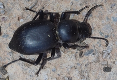 Tentyria incerta