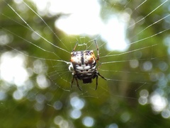 Micrathena saccata