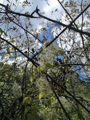 Clematis dioica