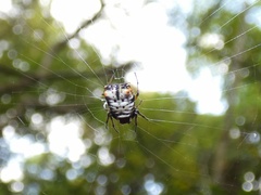 Micrathena saccata
