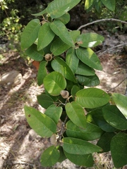Quercus diversifolia