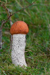 Leccinum albostipitatum