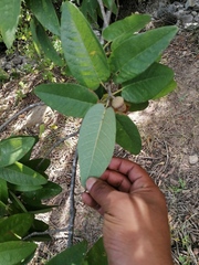 Quercus diversifolia