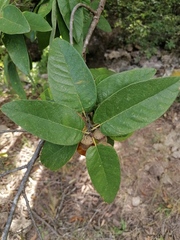 Quercus diversifolia