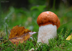 Leccinum albostipitatum