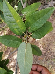 Quercus diversifolia