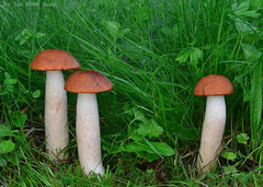 Leccinum albostipitatum
