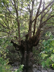 Quercus diversifolia