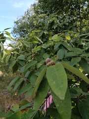 Quercus diversifolia