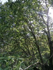 Quercus diversifolia