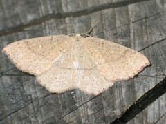 Cyclophora ruficiliaria