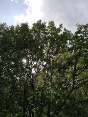 Quercus diversifolia