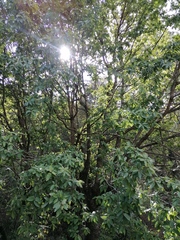 Quercus diversifolia