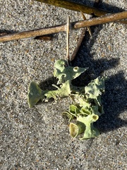 Parmotrema subrigidum