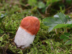 Leccinum albostipitatum