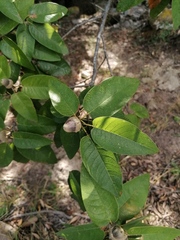Quercus diversifolia