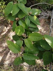 Quercus diversifolia