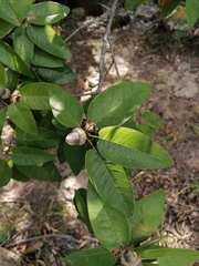 Quercus diversifolia