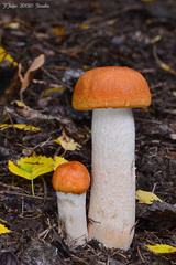 Leccinum albostipitatum