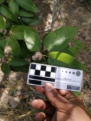 Quercus diversifolia