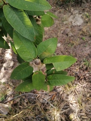 Quercus diversifolia