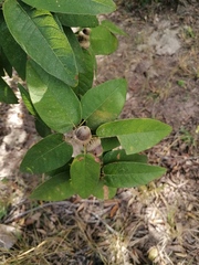 Quercus diversifolia