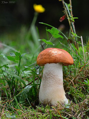 Leccinum albostipitatum